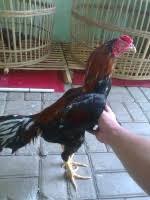 Ayam hutan, dan burung merak. Adakah Ayam Superfighter Page 2