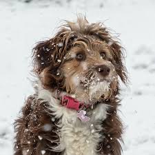 Get yours through lancaster puppies. 1 Aussiedoodle Puppies For Sale In California Uptown