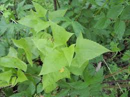 Image result for Senecio hastatus