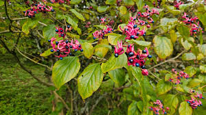 Image result for Clerodendrum toxicarium