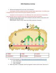 Check spelling or type a new query. Dna Mutations Activity 2021 Dna Mutations Activity 1 Review The Following Terms And Write A Short Definition Transcription Dna Is Unzipped And Forms A Course Hero