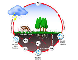 Nitgrogen Cycle Energy Flow In Ecosystem Tutorialspoint Nitrogen Cycle Cycle Drawing Carbon Cycle
