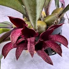 Image result for Bulbophyllum prorepens