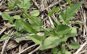 Image result for Ruellia praetermissa
