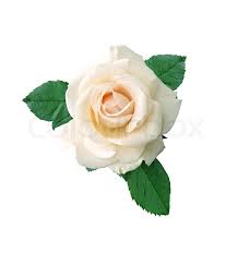 / for the steampunk theme, beautiful white roses from global rose with vinca vine and fresh red grapes all in a bronze metal can. Beautiful White Rose On A White Stock Image Colourbox