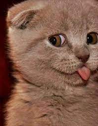 The Cutest Scottish Fold Sometimes My Cat Sticks Her Tongue Out It S The Cutest Thing Little Brat Cute Animals Cats Crazy Cats