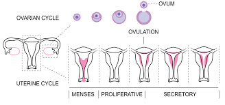 Menstruacao Atrasada 11 Causas Que Explicam O Atraso Menstrual Innatia Com