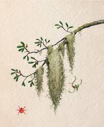 Check spelling or type a new query. Spanish Moss Charleston Sc Charleston Magazine