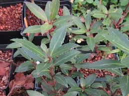 Image result for Maytenus