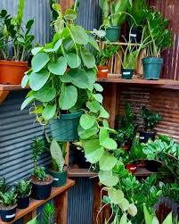 Image result for Cissus rotundifolia