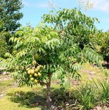 Image result for Spondias mombin