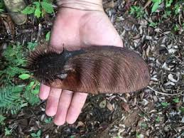 Image result for Centrolobium