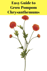 Easy Guide To Grow Pompom Chrysanthemums Chrysanthemum Care Chrysanthemum Growing