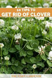 To some it is a weed, to others a desirable part of a home lawn, to others a feed crop and to still others a source of fascination, religious symbolism and perhaps, good luck. Family Magazine How To Get Rid Of Clover