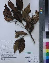 Image result for Beilschmiedia michelsonii