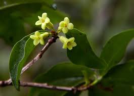 Image result for Peddiea