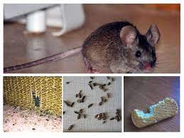 Hat man mäuse im haus, so ist es vorbei mit der hygiene und sie können zuweilen eine echte belastung für die gesundheit darstellen. Wie Man Mause In Der Wohnung Fur Immer Loswerden Kann