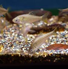 Image result for Eschenbachia tigrensis