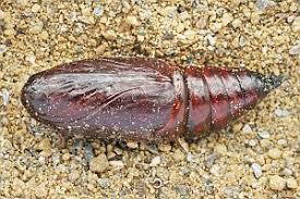 Image result for Polymixis polymita