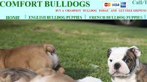Bulldog puppies in vinton, labrador retriever puppies in hardy ford, puppies are here, cavalier king. Bbb Beware Bogus Bulldog Site Wset