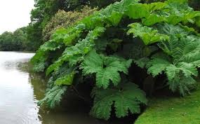 Image result for Gunnera