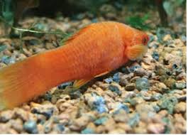 Is It Normal For Platy To Lay At The Bottom At Night : R/Aquariums