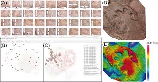 Maybe you would like to learn more about one of these? Frontiers Upper Paleozoic To Lower Mesozoic Tetrapod Ichnology Revisited Photogrammetry And Relative Depth Pattern Inferences On Functional Prevalence Of Autopodia Earth Science