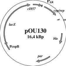 Pdf Massnahmen Zur Verbesserung Der Produktion Von Rekombinanten Proteinen Und Plasmid Dns