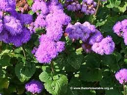 Browse And Search The Tortoise Table Plant Database