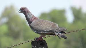 Dengan kemampuan berkicau yang bervareatif , dari dulu hingga sekarang burung ini memiliki banyak peminatnya dan cukup banyak lomba yang mengadakan lombakan burung pleci. Gambar Burung Dara Merpati Dan Sejenisnya Alihamdan Id