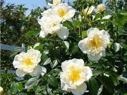 City Of York Climbing Rose Climbing Roses Climbing Roses Angel Plant Rose