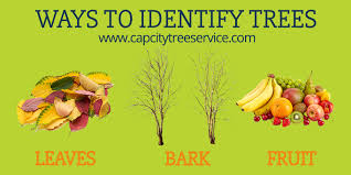 We did not find results for: How To Identify Trees In Arkansas Little Rock Arborists Tree Trimming Tree Care