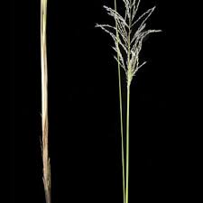 Image result for Anisosepalum alboviolaceum