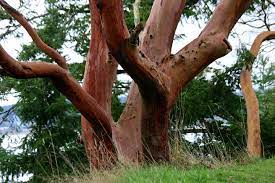We did not find results for: The Madrona A Washington State Native Tree Rosemary S Blog