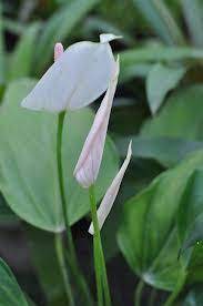Pin On Anthuriums