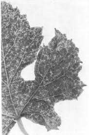 Image result for Calepitrimerus vitis