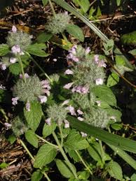 Image result for Clinopodium uhligii