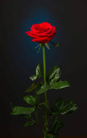 Use them in commercial designs under lifetime, perpetual & worldwide rights. Roses Flowers Featured Content Lovingly