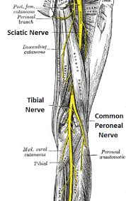 Sensory Nerves Of The Foot Google Search Nerve Anatomy