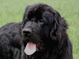 Newfoundland Dog Hd Desktop Wallpapers 7wallpapers Net Newfoundland Puppies Newfoundland Dog Black Puppy