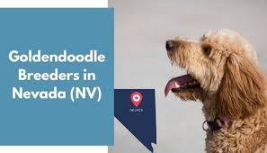 Maybe you would like to learn more about one of these? 6 Goldendoodle Breeders In Nevada Nv Goldendoodle Puppies For Sale Animalfate