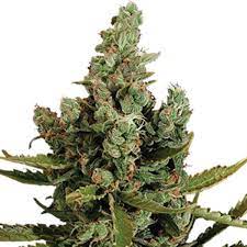 American Haze Marijuana Seeds I49 Seed Bank