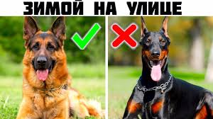 5 luchshih porod sobak dlya ohrany chastnogo doma youtube