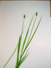 Image result for Carex echinochloe