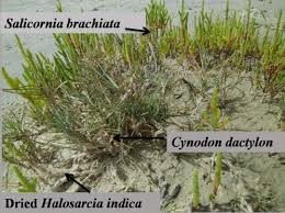 Image result for Halosarcia