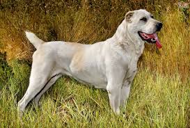 Contact us now to reserve your puppy, as most are placed prior to their birth***. Central Asian Shepherd Dog Breed Facts Highlights Buying Advice Pets4homes