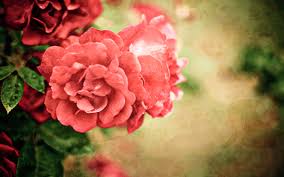 Perfect screen background display for desktop, iphone, pc. Wallpaper Red Roses Images Hd Desktop Wallpapers 4k Hd