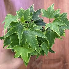 Image result for Hedera