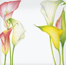 Calle Taitu By Emilio Bergamin Dipinti Floreali Come Disegnare Fiori Fiore Ad Acquerello
