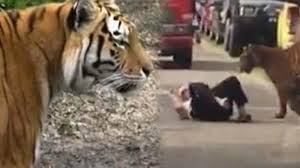 Bukan hanya itu, dari 11 pertandingan yang dijalani, armada harimau putih hanya mampu memenangkan 5 pertandingan, yang berarti di bawah 50 persen winrate secara keseluruhan. Harimau Jilat Pipi Kakek Kakek Di Tengah Jalan Sampai Hebohkan Pengendara Endingnya Tak Terduga Halaman 3 Surya